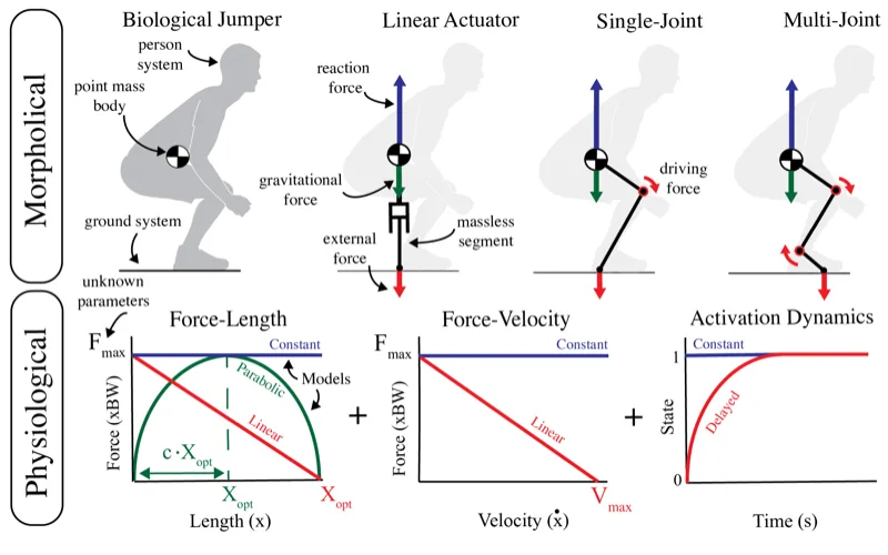 Physics-based jumping model