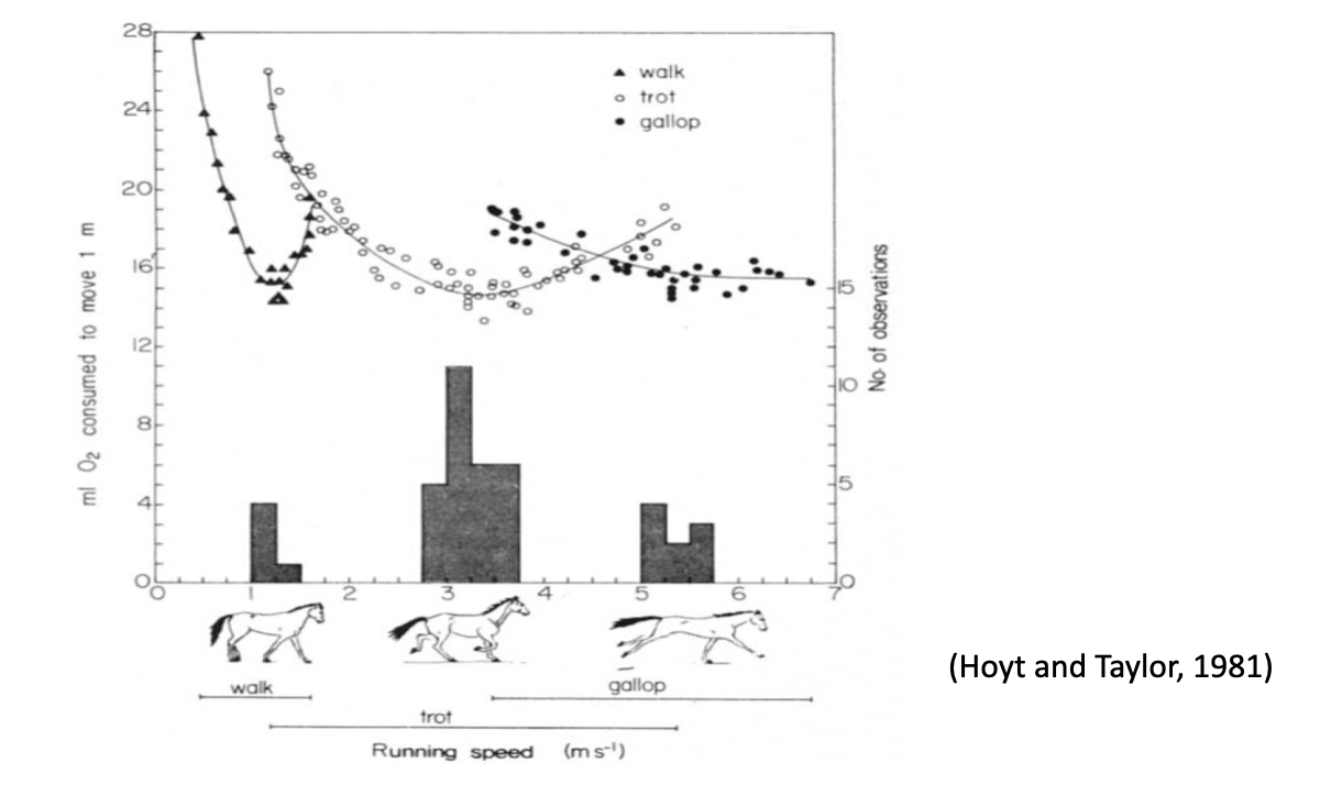 Locomotion energetics