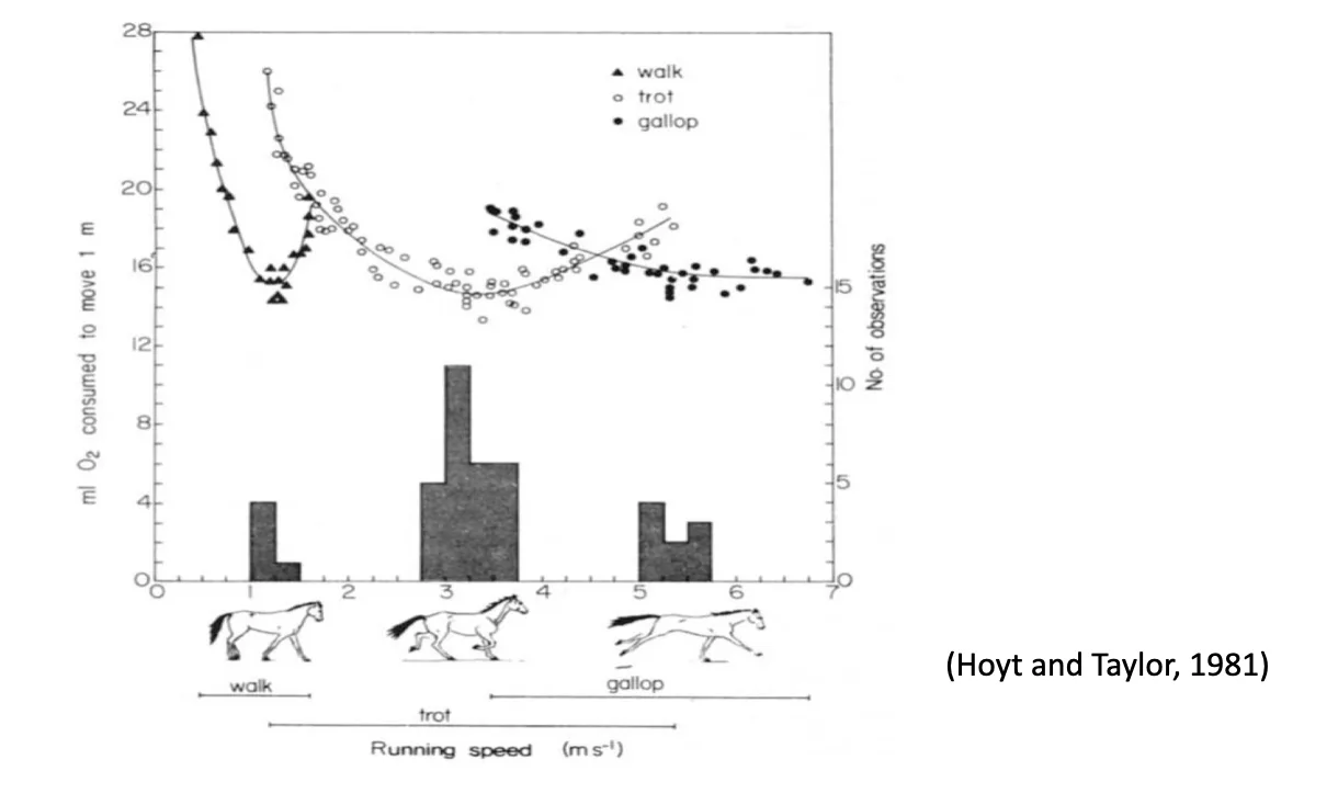 Locomotion energetics