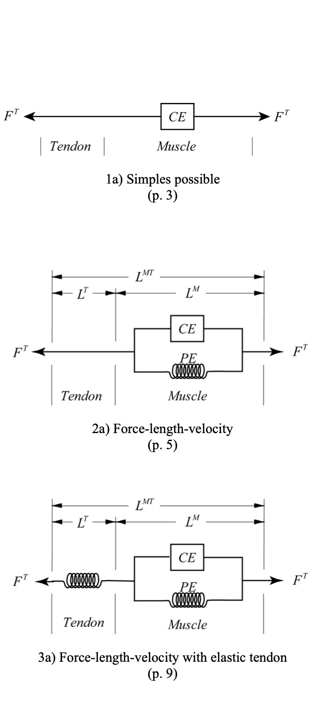 Muscle-tendon models