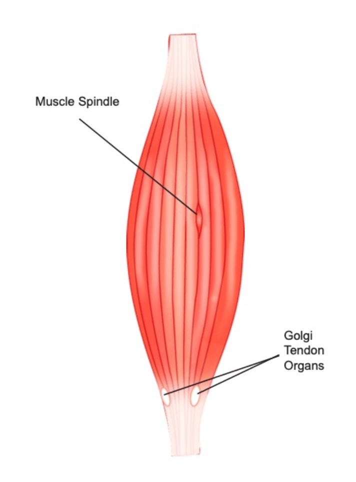 Muscle spindle and GTO