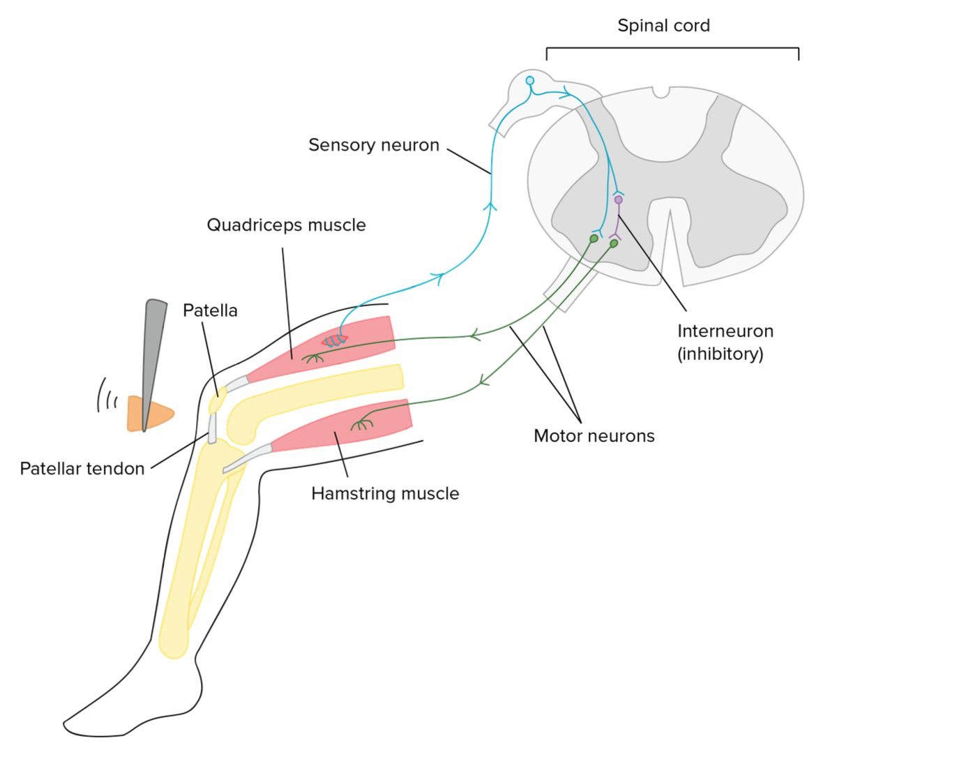 Stretch reflex pathway