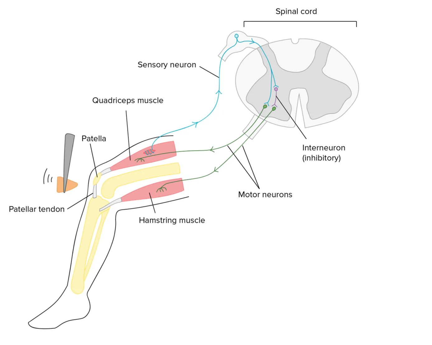 Stretch reflex pathway